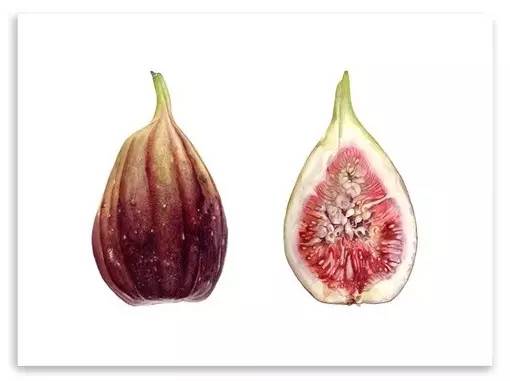 超写实绘画真实吗,超写实的植物绘画