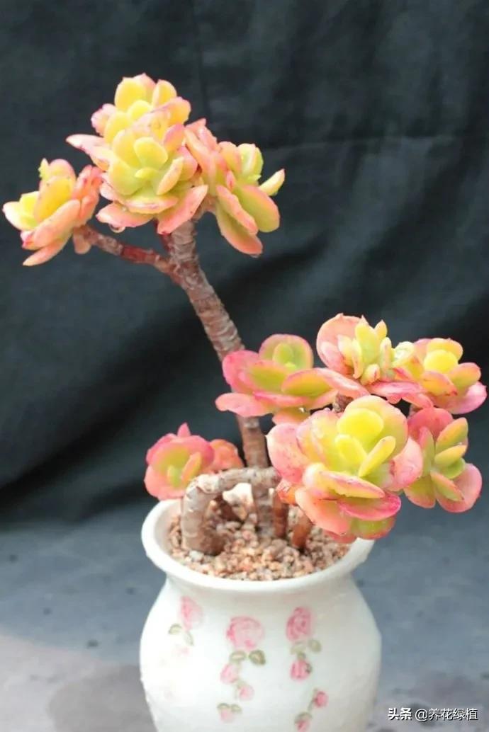 多肉植物在春天的迷人姿态,多肉植物春天31度能露养吗