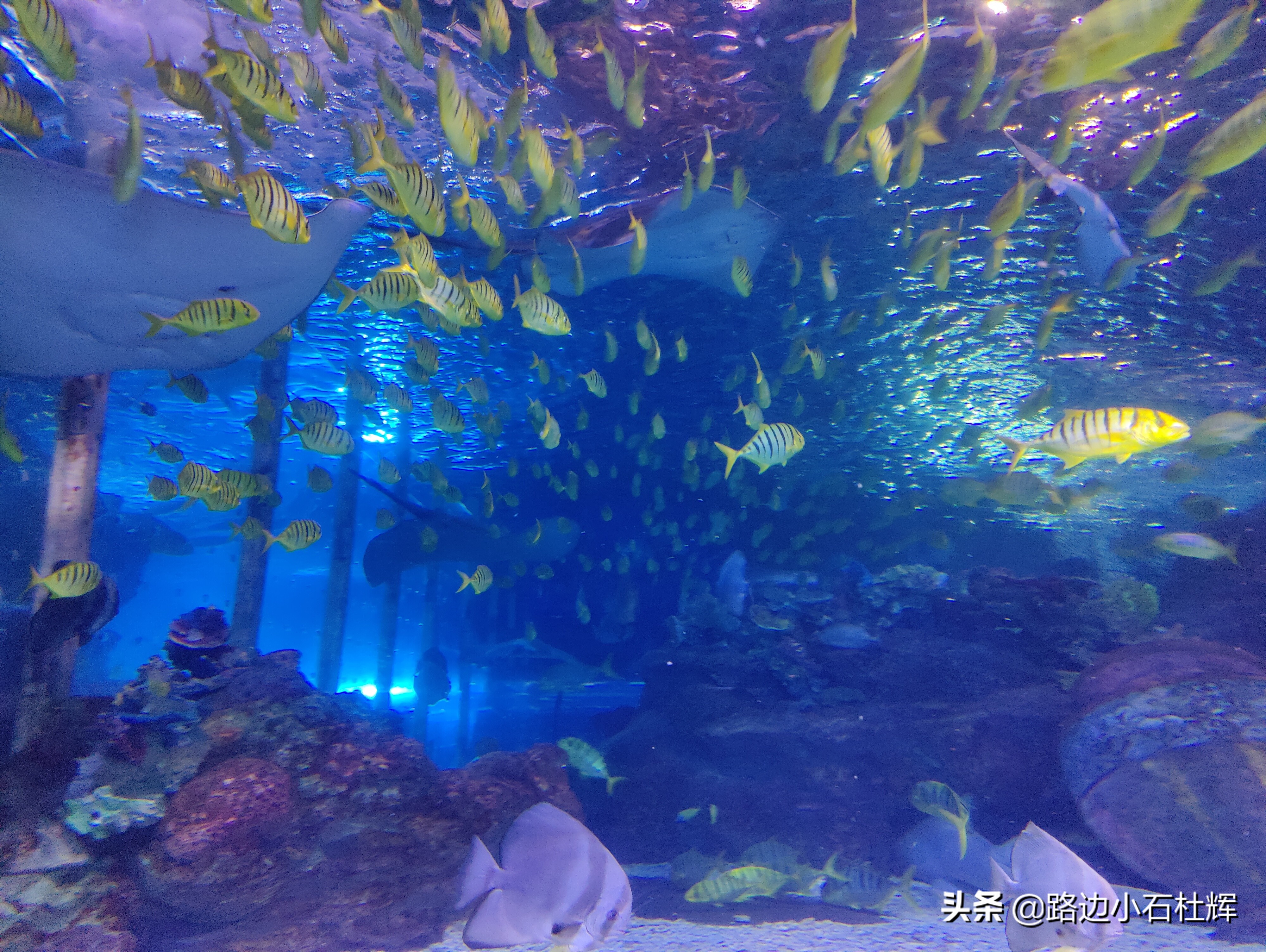 北京海洋馆游玩一览表,北京太平洋海洋馆海底世界