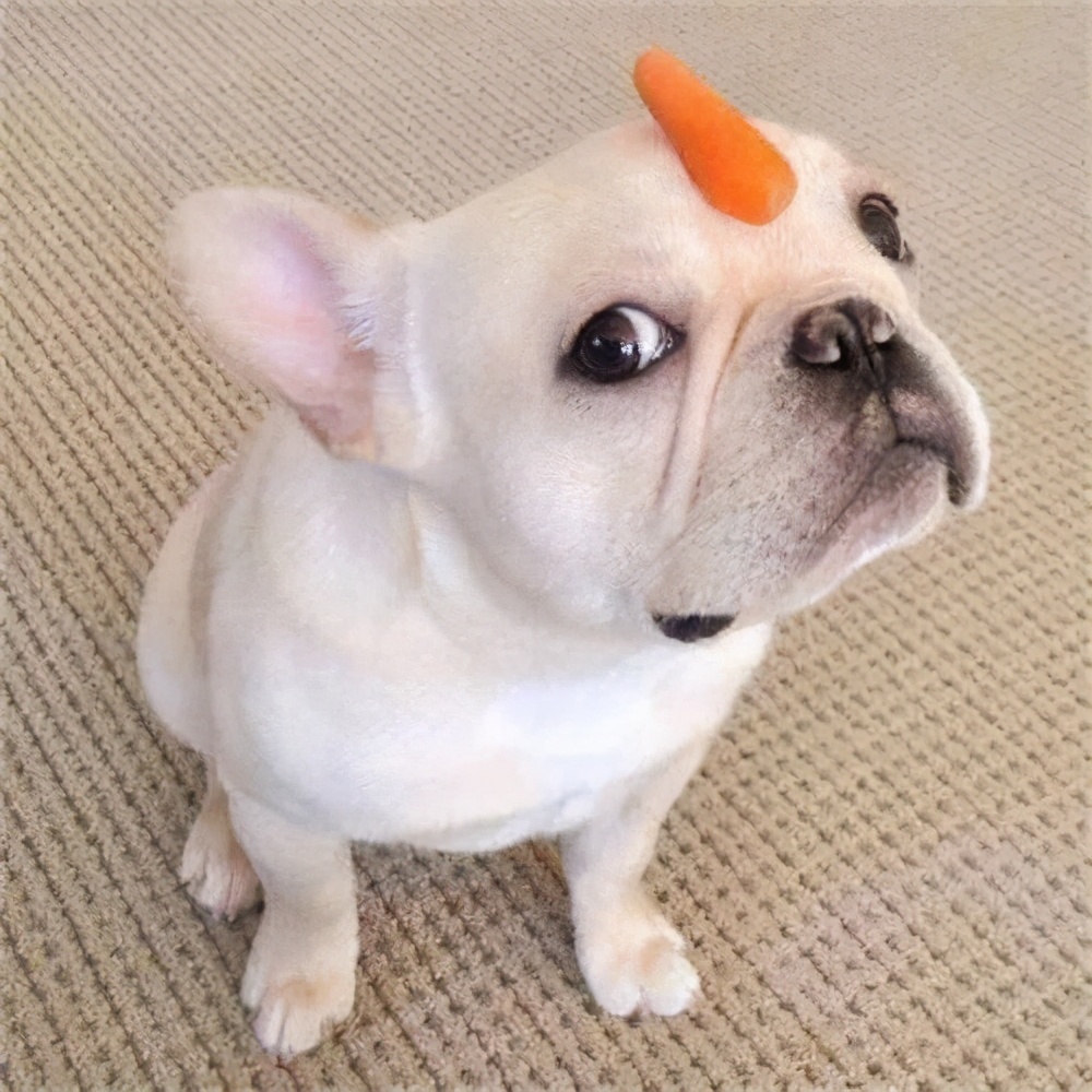 狗狗呕吐的常见原因和应对,狗狗呕吐一般是什么原因导致的呢