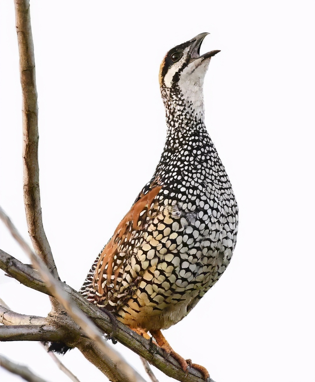 盏行天下张灵！张扬灵感，守正创新，主攻鹧鸪盏精彩纷呈