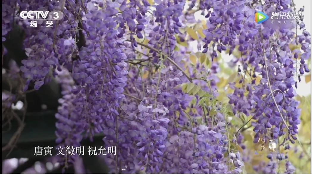 这株四百多年的紫藤，背后是整个江南园林