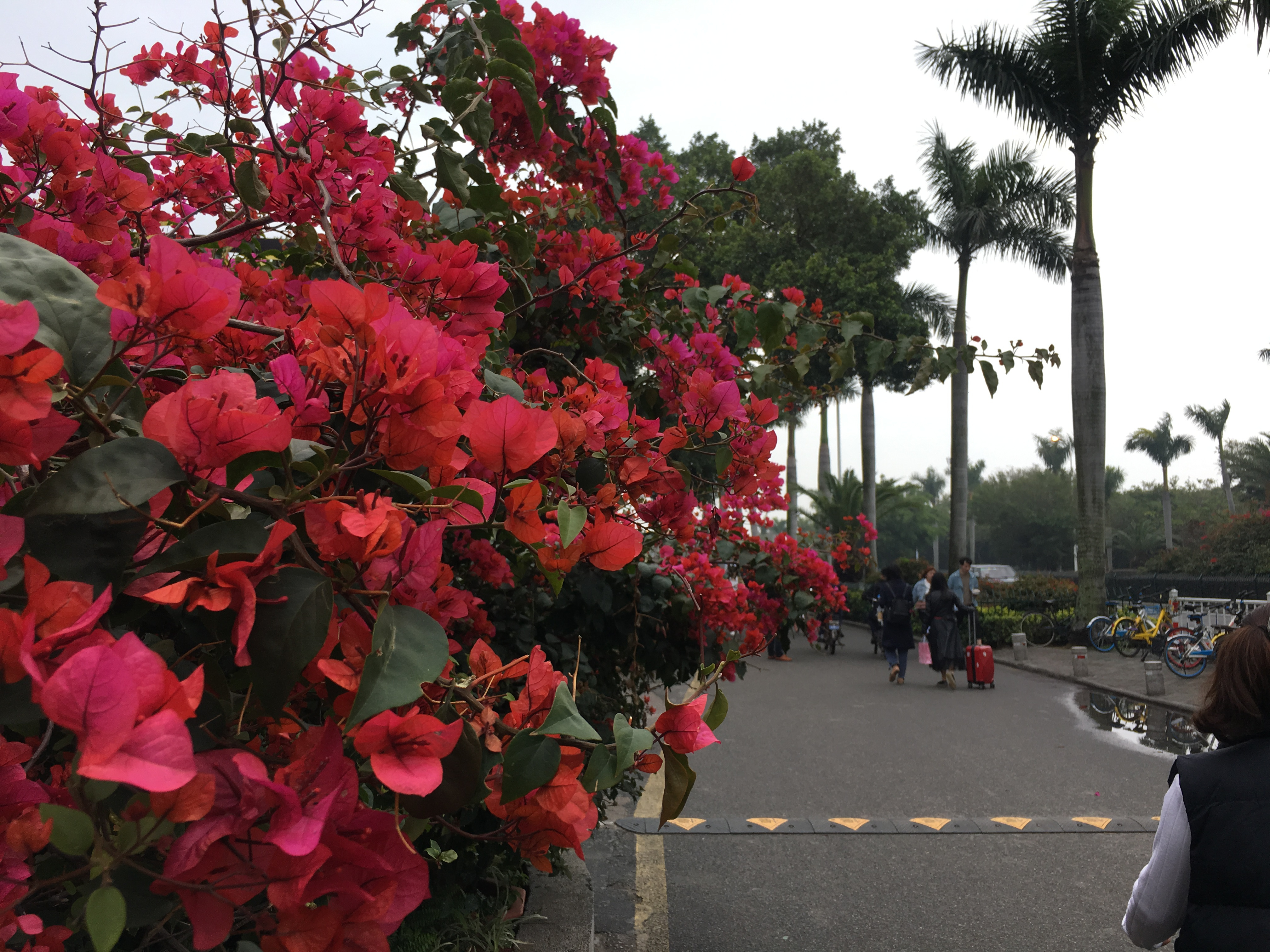 曾厝垵-这个名气仅次于厦门鼓浪屿的小渔村,可以这么玩