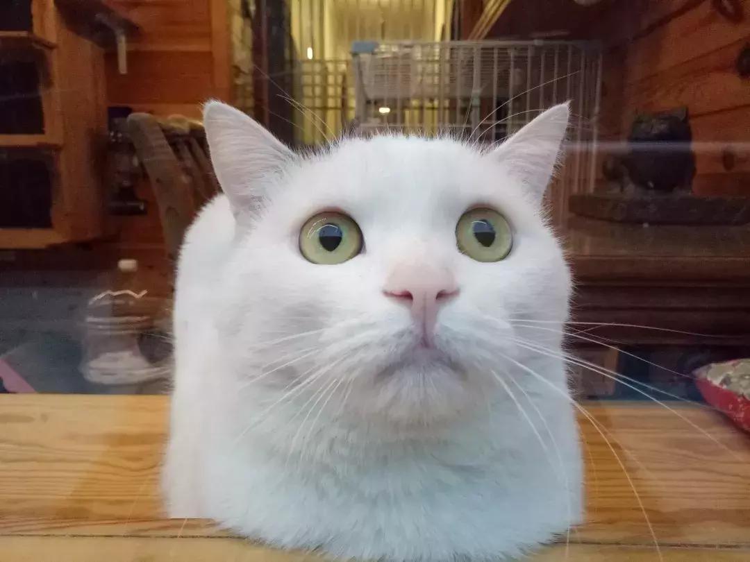 妙笔生猫：羊驼是个啥，比我好看吗？