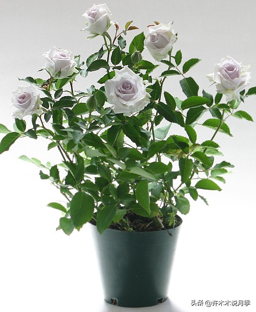 稀有月季蓝色妖姬,颜色比较稀有月季有哪些品种