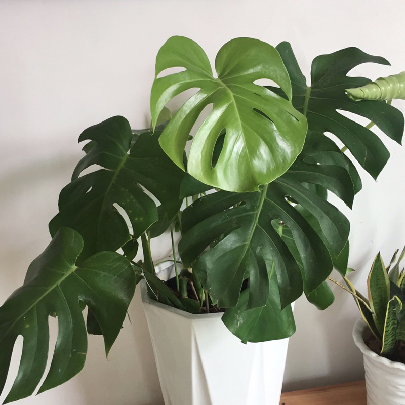 龟背竹叶片发黄原因和处理方法,龟背竹叶片发黄会变回绿色吗