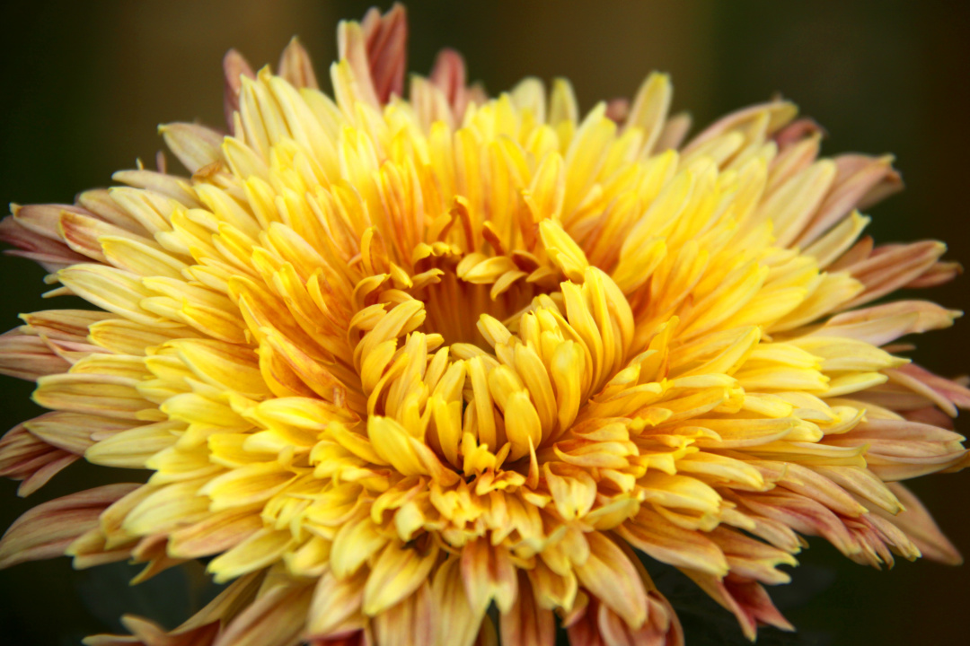 赏人间美色，品冷暖炎凉—菊花诗词赏析（四）豪迈的霸主之菊