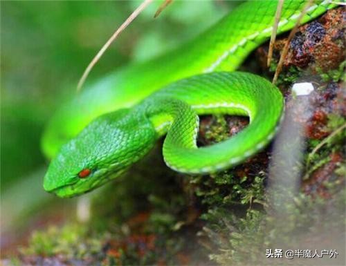 野外生存的知识有哪些,农村常见的蛇类你都认识吗