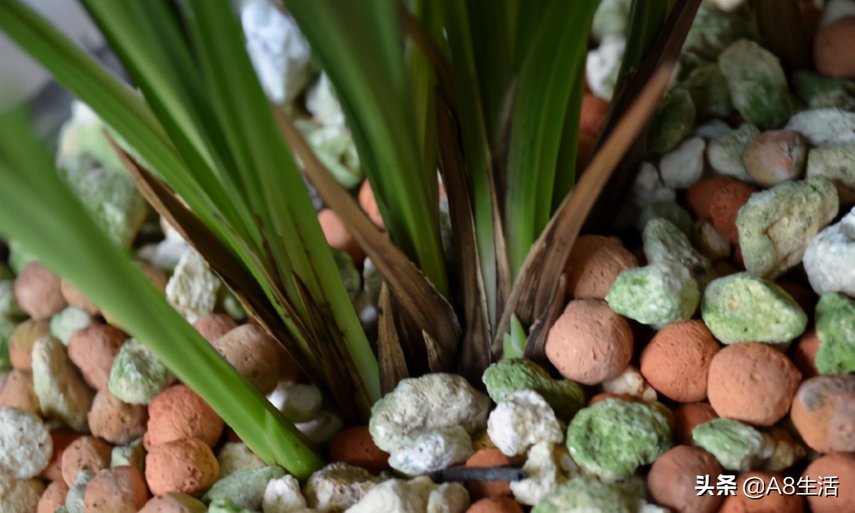 老上海兰花怎么挑选,每日一品中国兰花春兰