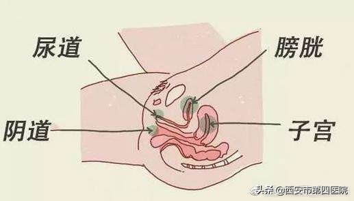 产后如何应对尿失禁,产后尿不尽训练方法