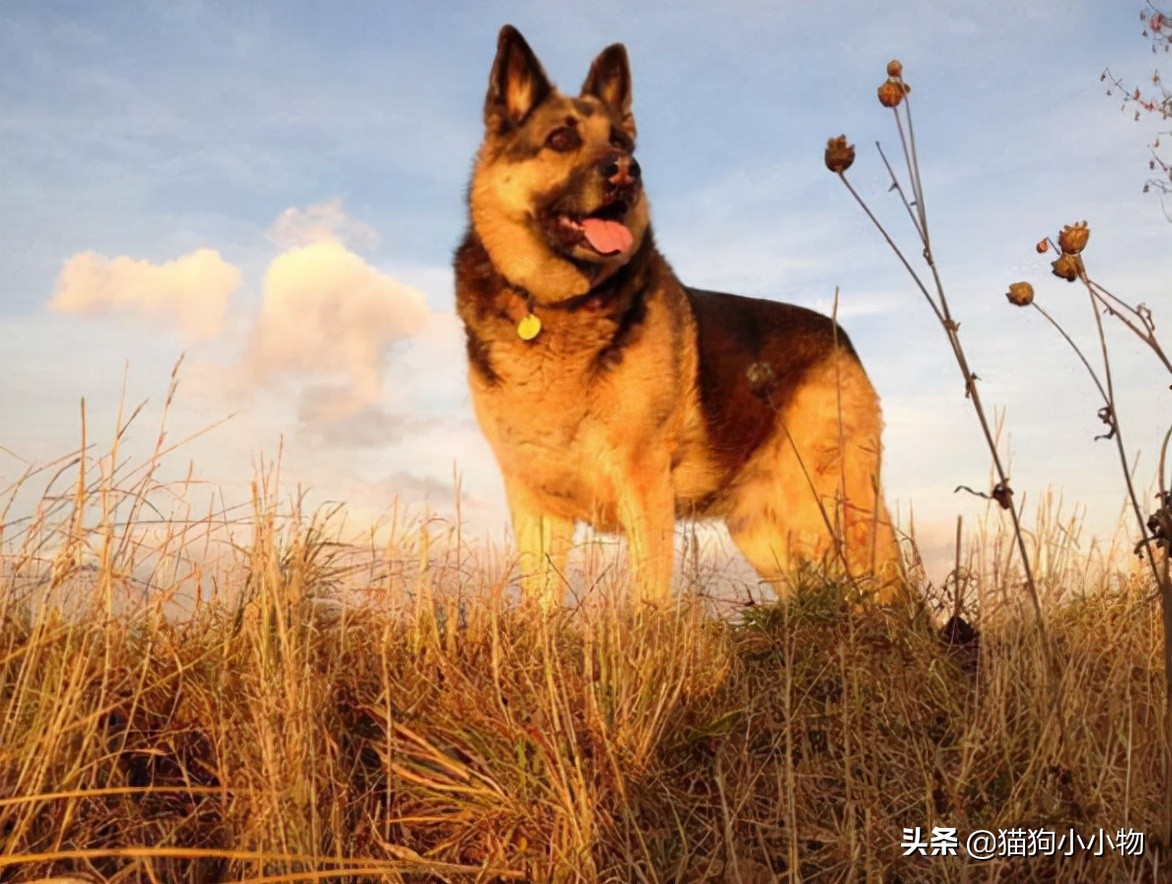 短毛德牧与长毛德牧配狗可以吗,德牧长毛智商高还是短毛德牧高