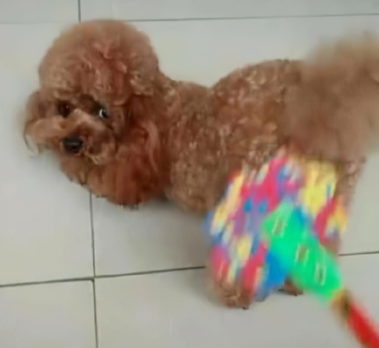 泰迪命门在哪里,泰迪的命门