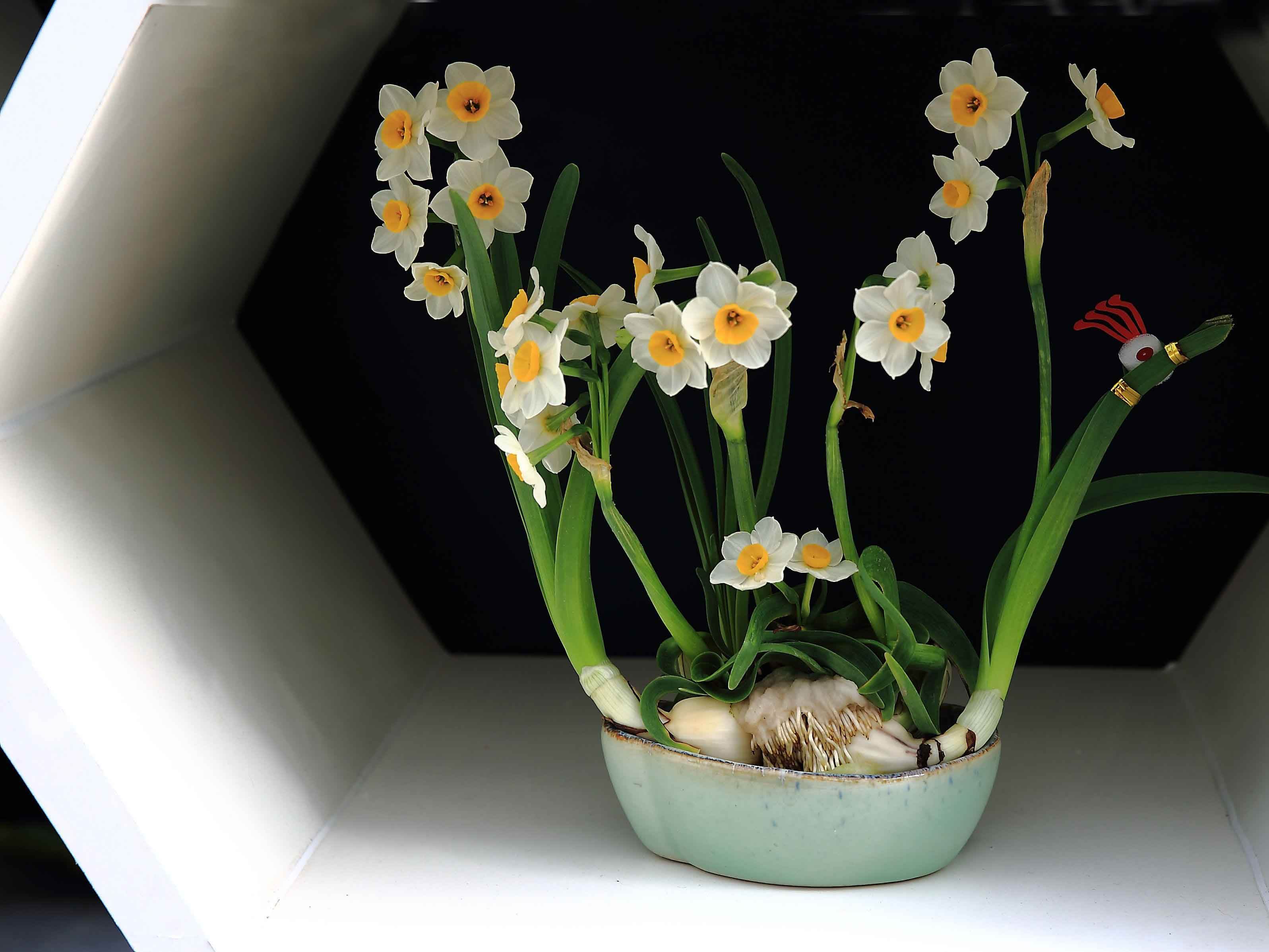 什么花可以养在水里?园艺师教你,8种“水生花”,怎么都泡不烂