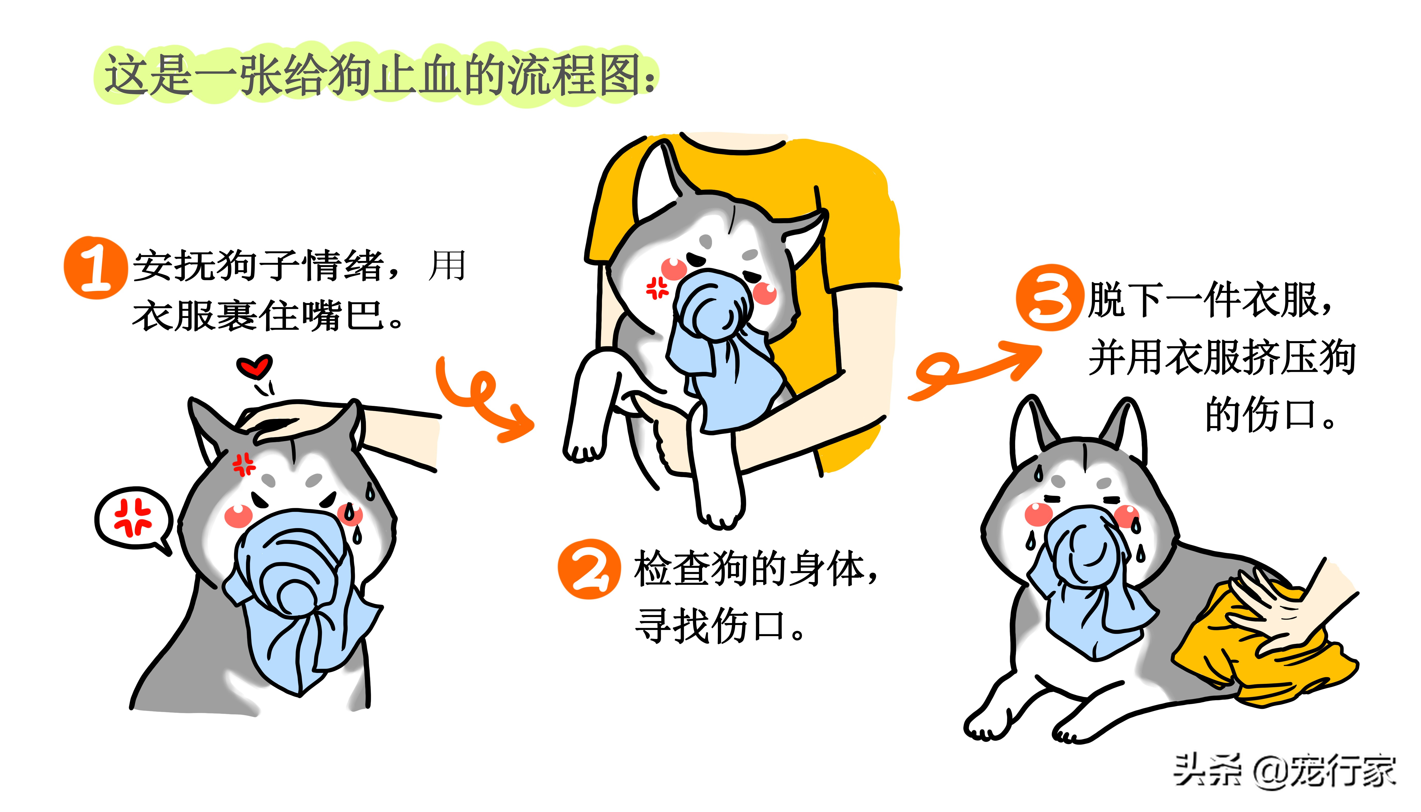 狗狗拔牙血流不止怎么办怎么止血,狗狗受伤如何包扎