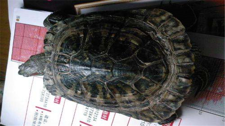 乌龟可以多久不进食,新买回来的乌龟不进食怎么办