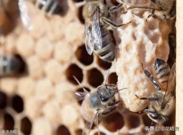 蜂群起王台后怎么处理,蜂群起王台的原因