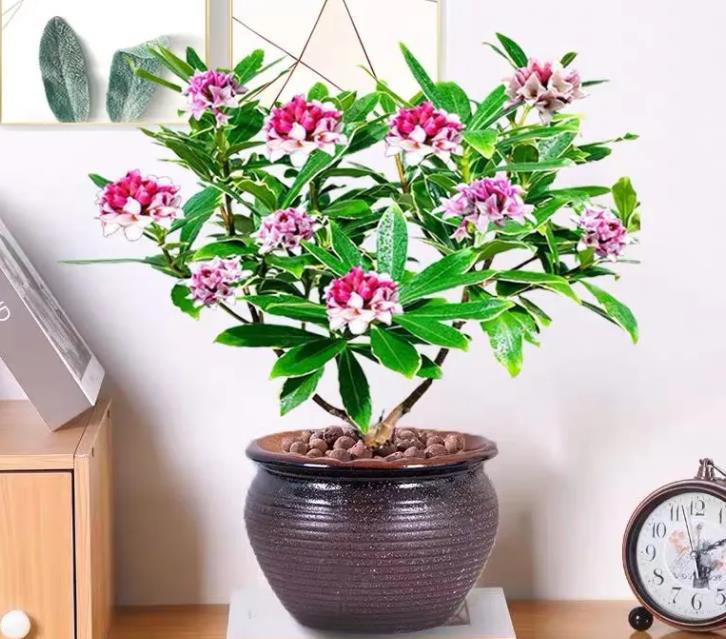 冬季快开花的金边瑞香放在哪里好,金边瑞香只长新芽不开花什么原因