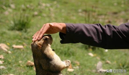 土拨鼠传染病毒,土拨鼠会传染病毒吗