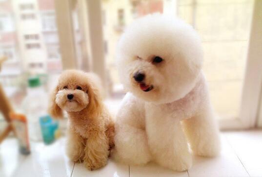 告诉你一个秘密养猫别养折耳猫,比熊犬好养还是泰迪好养