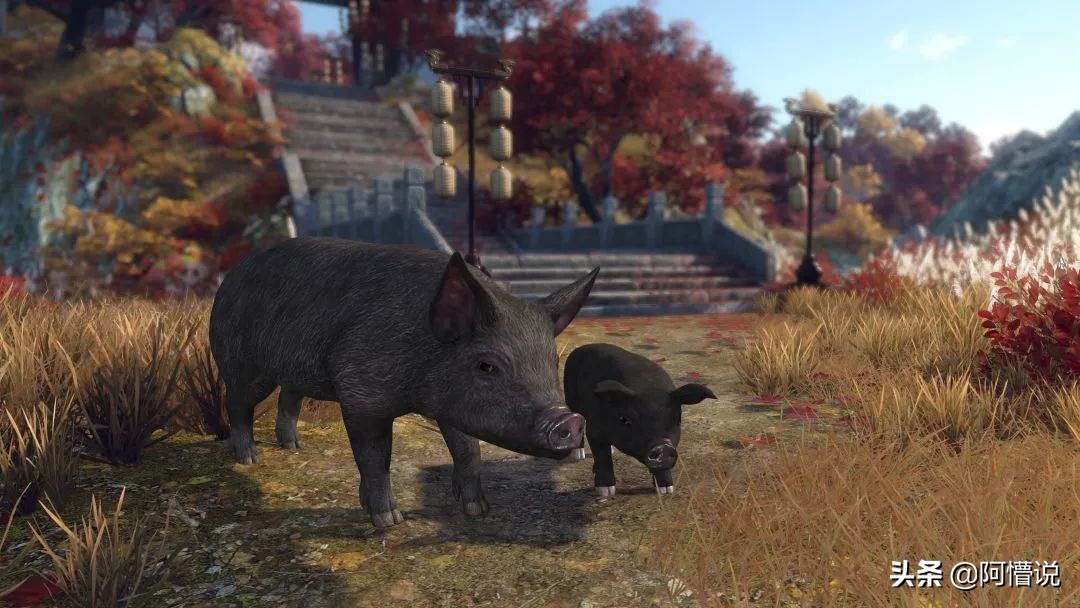 网易老板丁磊养猪养得怎么样,养猪大户丁磊近况