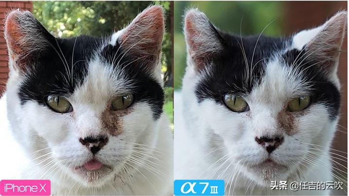 相机跟手机拍出来的照片差的大吗,相机跟手机拍照的差距