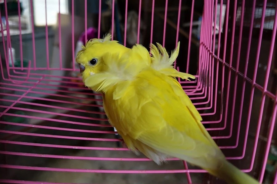 虎皮鹦鹉一共几种颜色,虎皮鹦鹉哪个品种最聪明