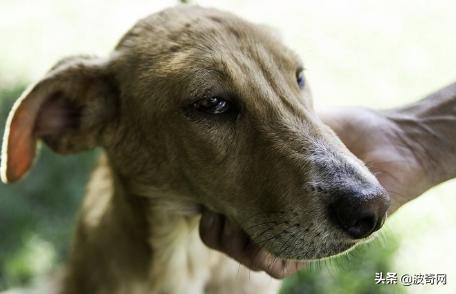 繁殖犬被割去声带,繁殖犬子宫脱落被丢弃