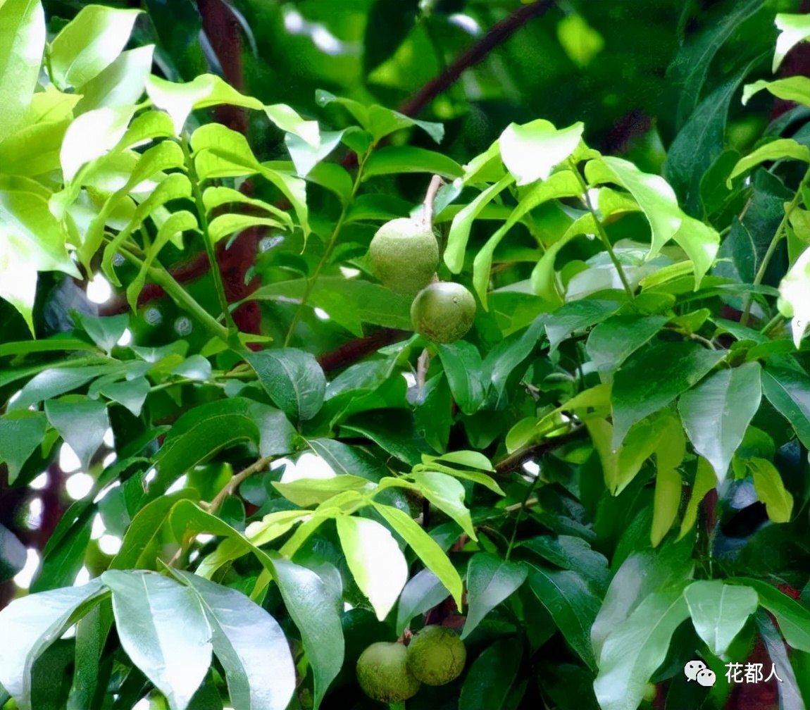 中国有几种奇异水果,好吃的奇特的水果有哪些