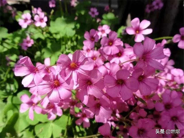 济南春天去哪赏花,济南春天赏花的好去处