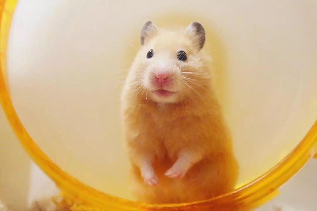 仓鼠为什么一直咬笼子很焦躁,公仓鼠一直咬笼子是怎么了