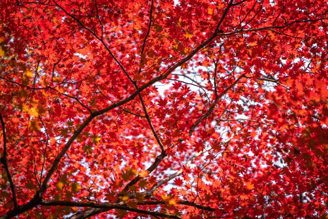 爱上大连的N个理由,爱上内蒙古的n个理由