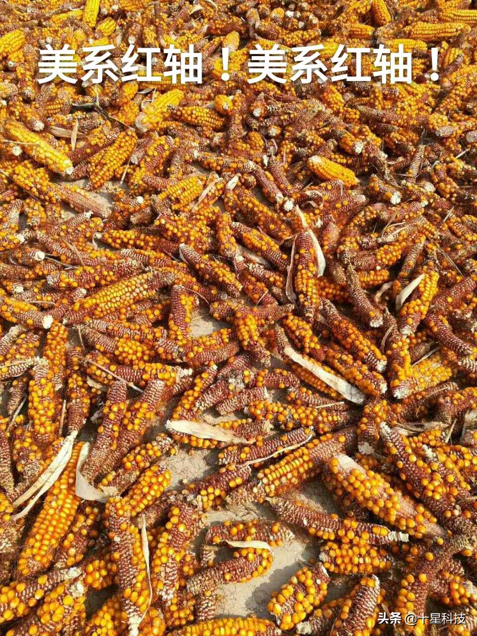 赠送种子助农增收活动,免费送稻种带动350户春耕