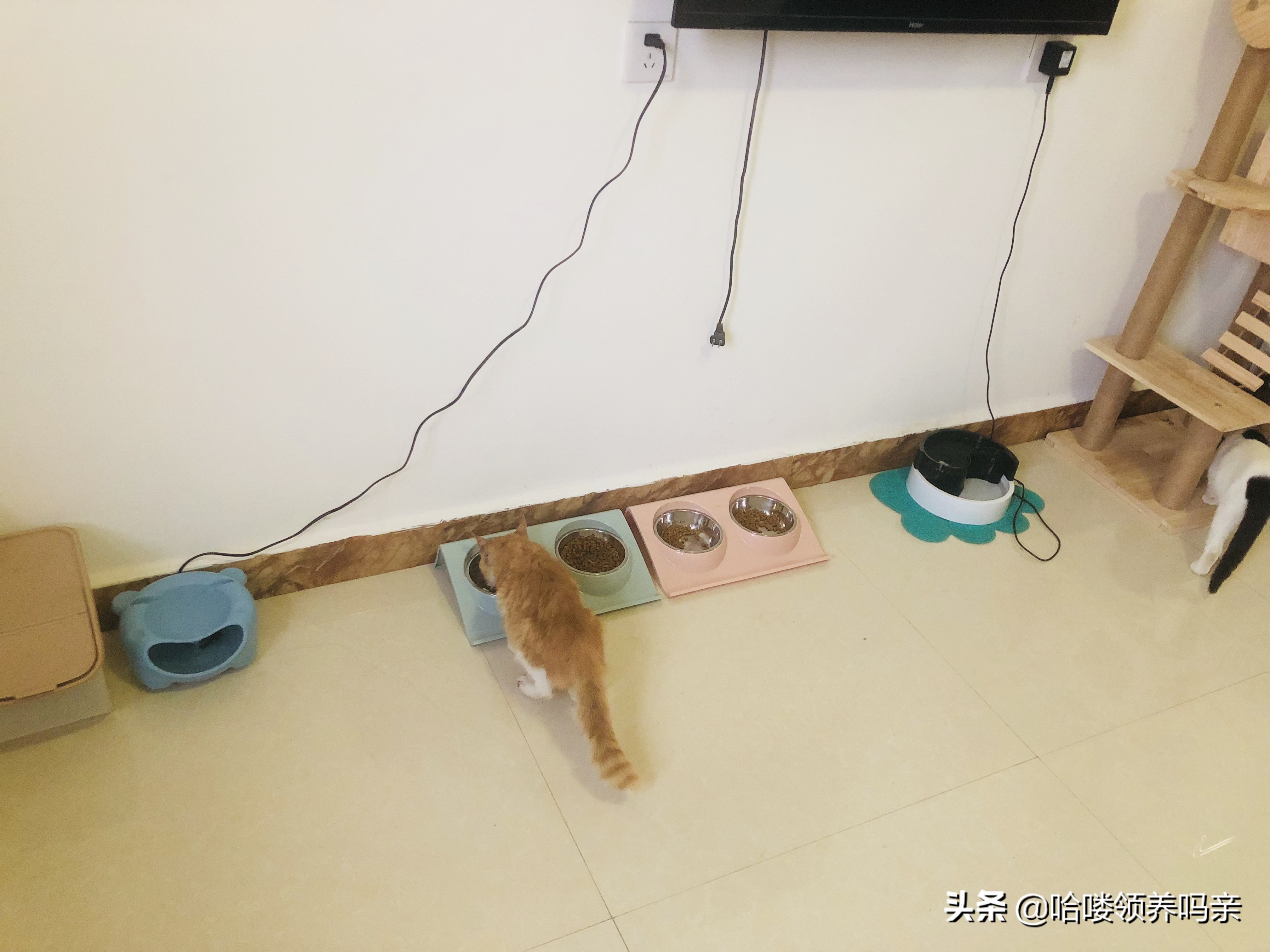 假期出门宠物怎么安置,假期宠物寄养哪里实惠