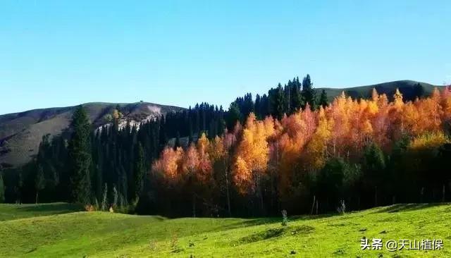 伊犁可克达拉草原,伊犁草原之旅