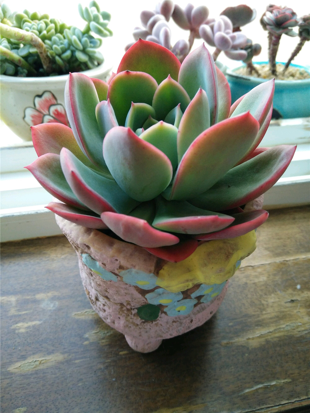 夏天多肉泥土里容易长虫,夏天多肉浇水会死吗