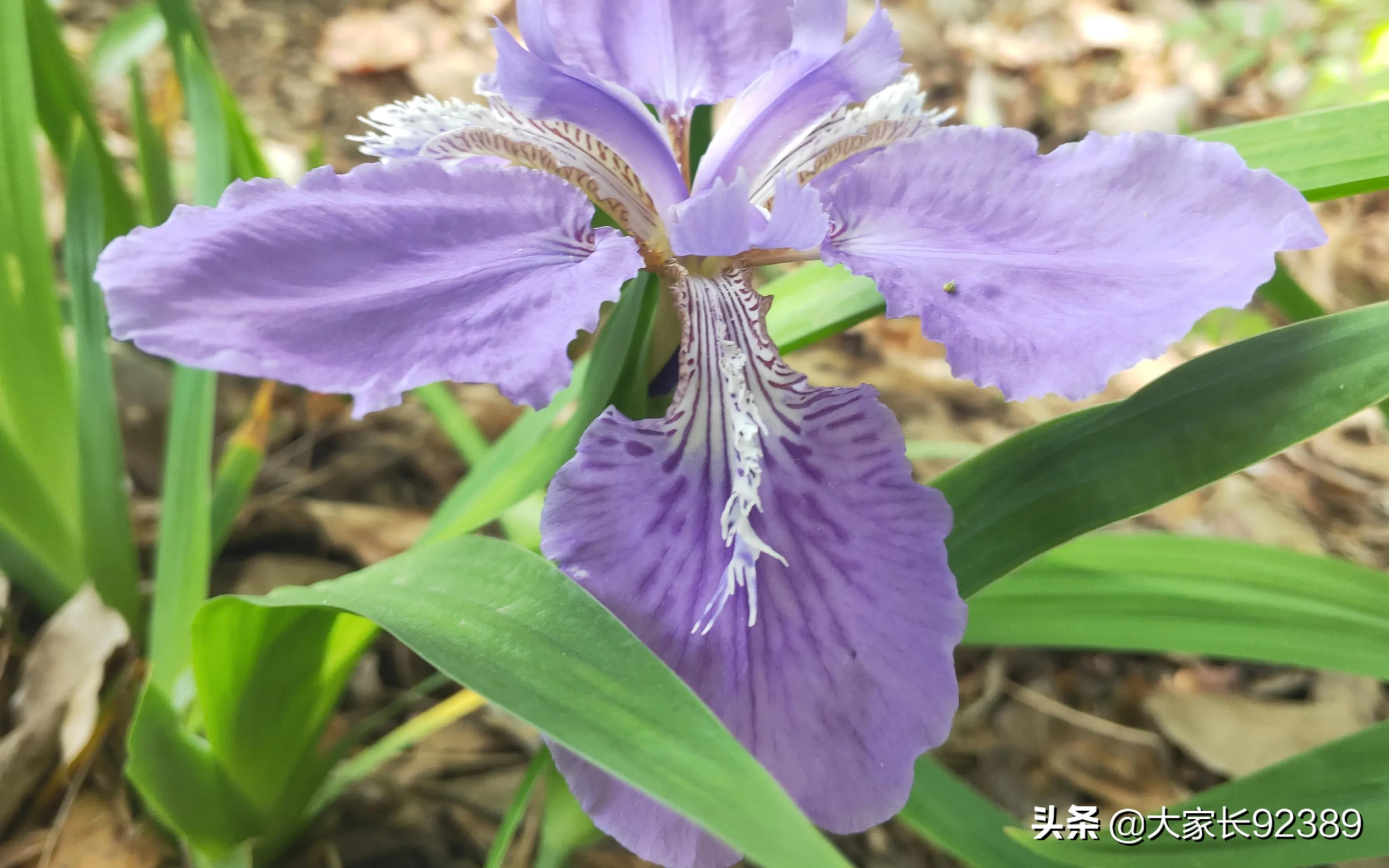 紫色的的英语,紫色的诗歌赏析