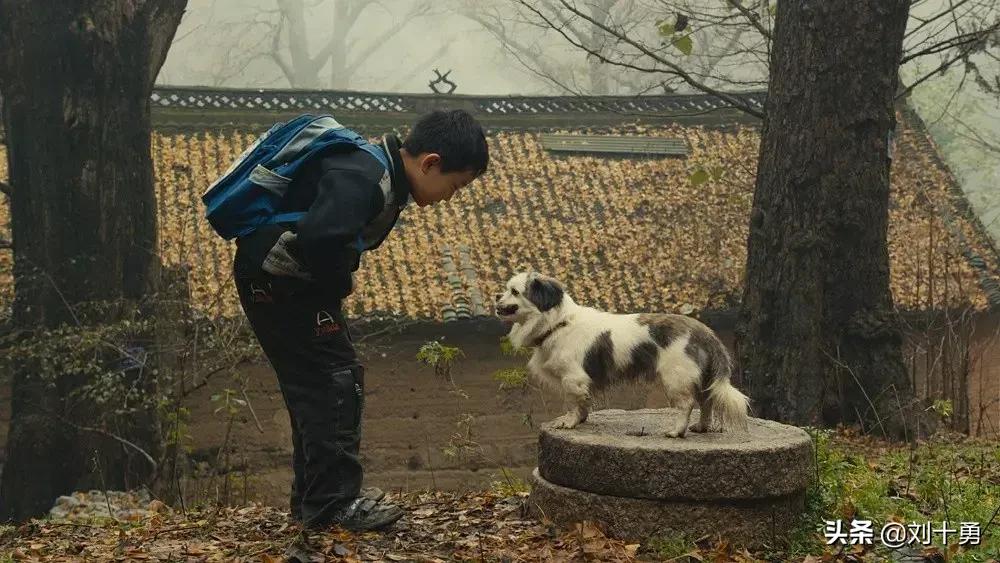 这条狗像极了自己的一生,你瞧这条狗原版