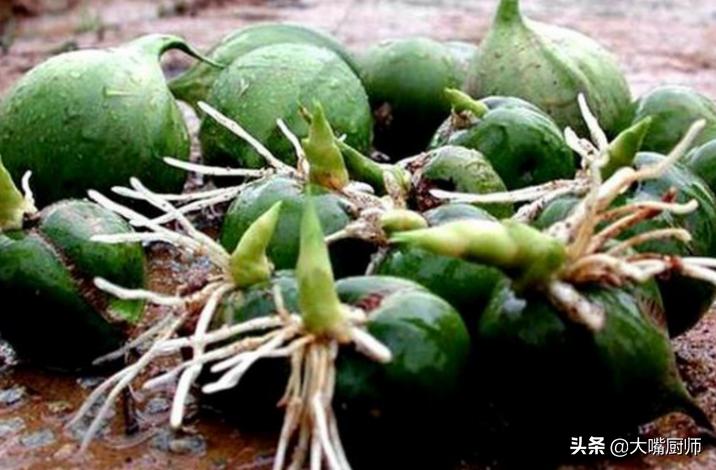 竹子开花结果而且果实又脆又甜,会开花结白籽的竹子