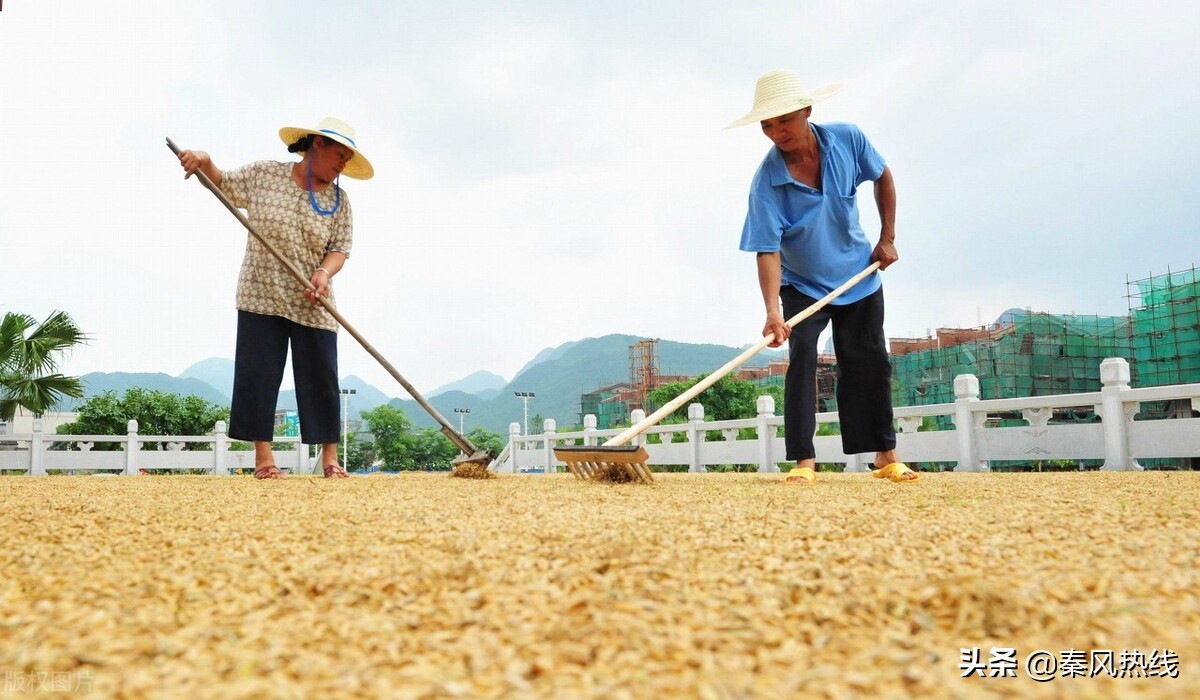 夏粮收购为今年粮食稳产保收,夏粮收购总量保持高水平