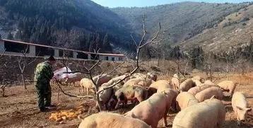 丘陵山区为什么难以实现机械化,丘陵地带无法机械化耕作