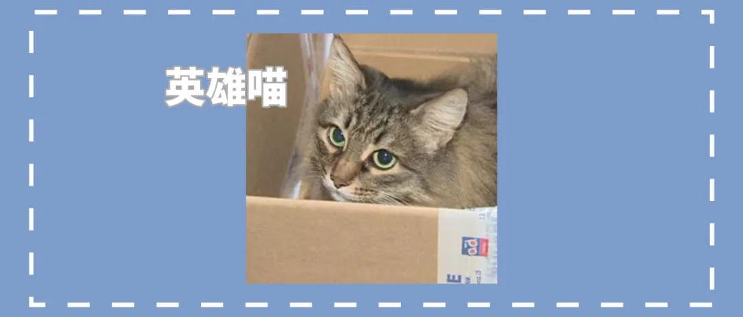 猫咪被救助的感人故事,猫咪救主人的真实故事