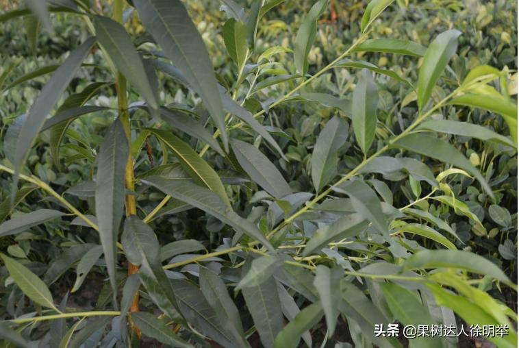 桃树主干形修剪技术有哪些,主干形桃树的夏季修剪方法完整版