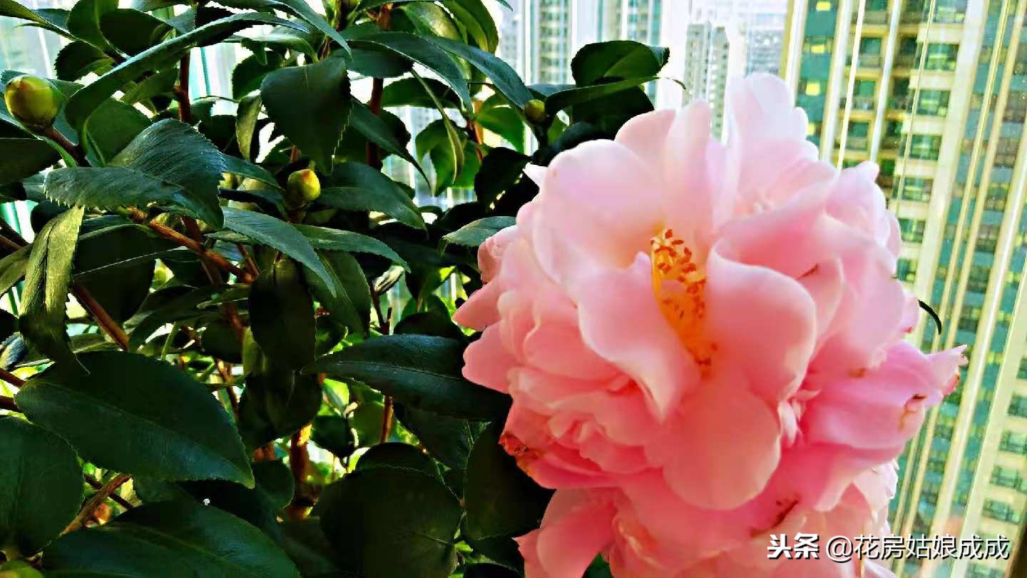 茶花要怎么养才开花,茶花如何才能开花多一点