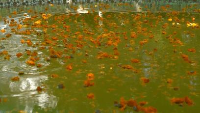 厦门天沐温泉恐龙侏罗纪,厦门天沐杏博湾温泉度假村