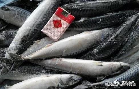 繁殖最快的海鱼 (最难人工繁殖的海鱼)