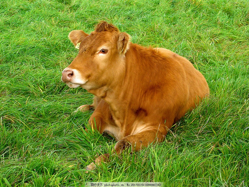 市场买的半成品牛肉正确做法,卖鲜牛肉经验之谈