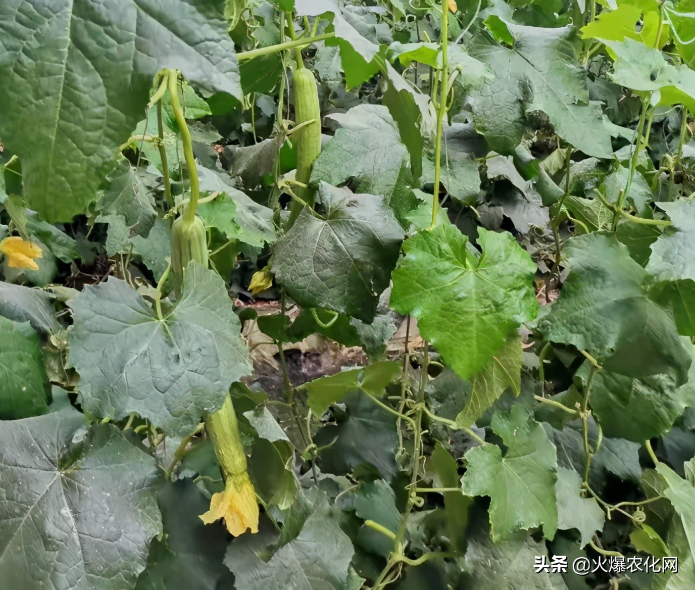 蓟马专用杀虫卵剂,除虫灭蚊大杀器