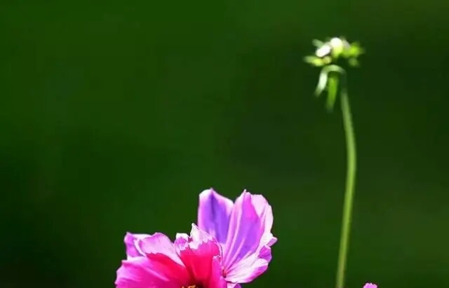 县管校聘落聘教师是要开除吗,县管校聘教师怎么安排