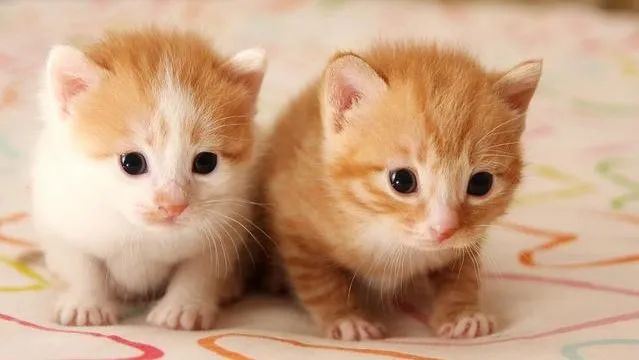 猫咪舌头有溃疡，怎么办？