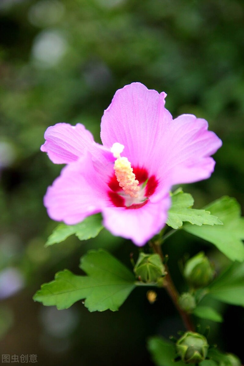 唯美句子浪漫清新抖音短句,小清新阳光唯美短句子抖音